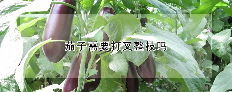 茄子需要打叉整枝吗