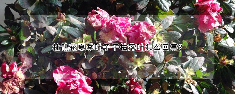 杜鹃花夏季叶子干枯落叶怎么回事?