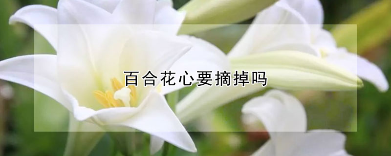 百合花心要摘掉吗 发财农业网