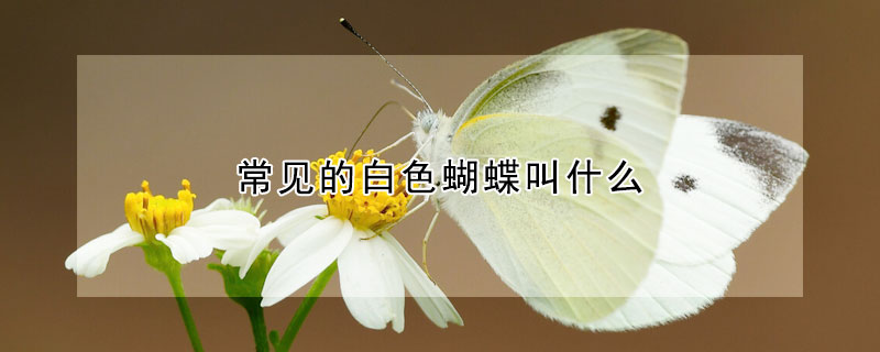 常见的白色蝴蝶叫什么