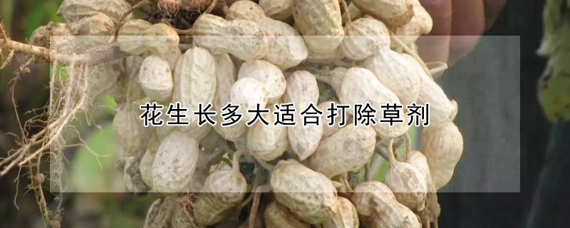 花生长多大适合打除草剂