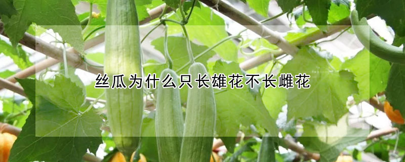 丝瓜为什么只长雄花不长雌花