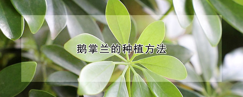 鹅掌兰的种植方法