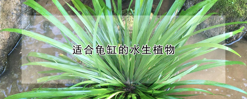 适合龟缸的水生植物