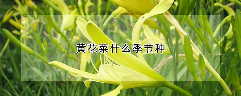 黄花菜什么季节种 —【发财农业网】