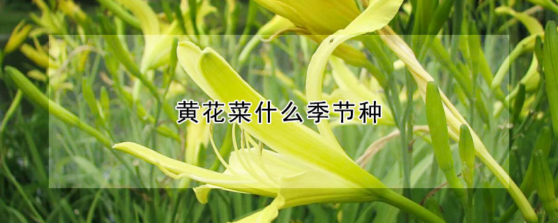 黄花菜什么季节种