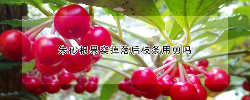 朱砂根果实掉落后枝条用剪吗