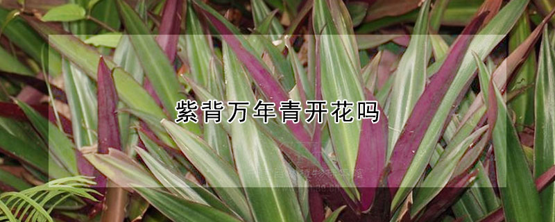 紫背万年青开花吗