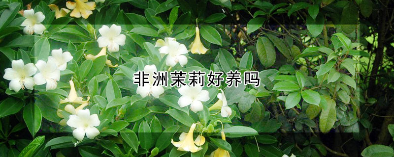 非洲茉莉好养吗