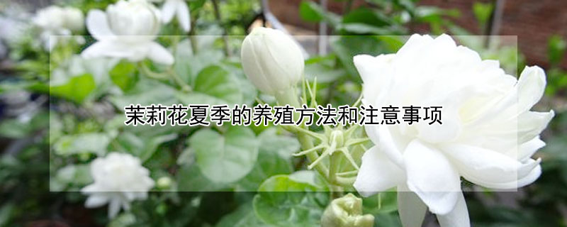 茉莉花夏季的养殖方法和注意事项