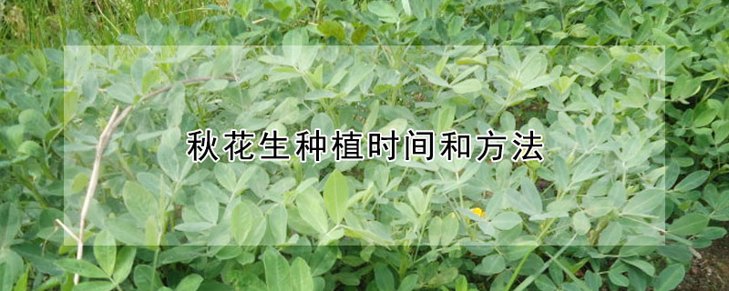 秋花生种植时间和方法