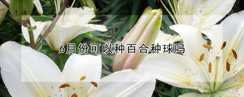 6月份可以种百合种球吗 发财农业网