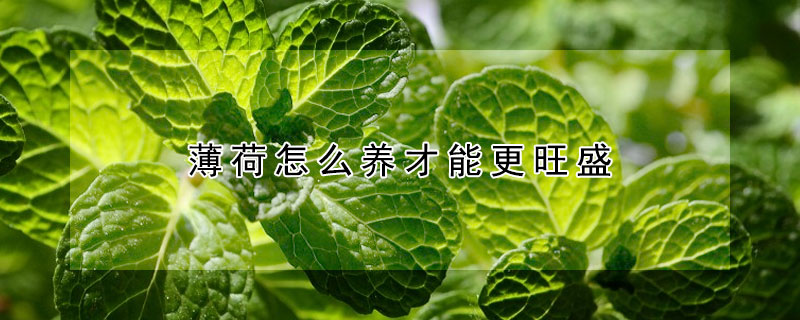 薄荷怎么养才能更旺盛