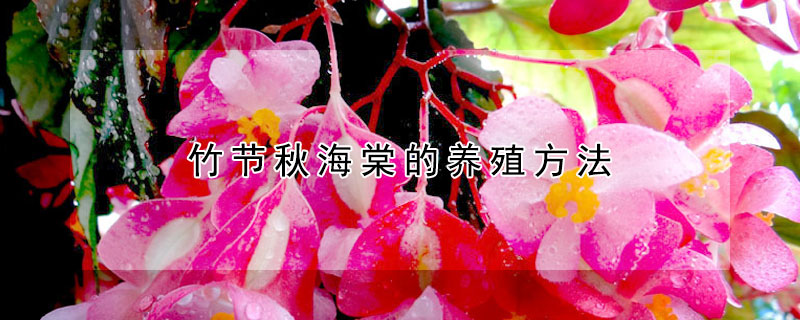 竹节秋海棠的养殖方法