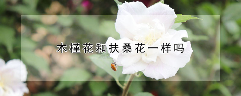 木槿花和扶桑花一样吗