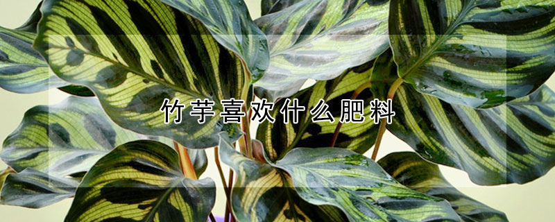 竹芋喜欢什么肥料