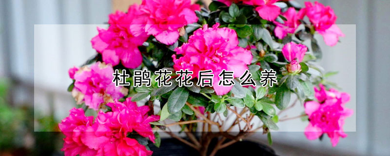 杜鹃花花后怎么养