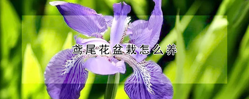 鸢尾花盆栽怎么养