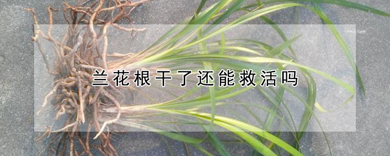 兰花根干了还能救活吗