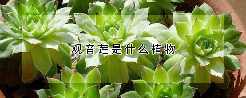 观音莲是什么植物