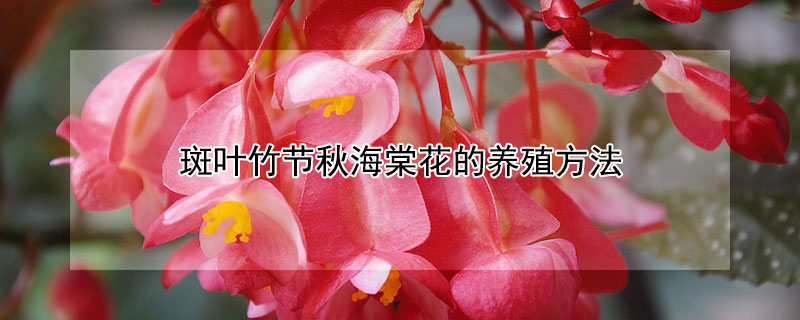 斑叶竹节秋海棠花的养殖方法