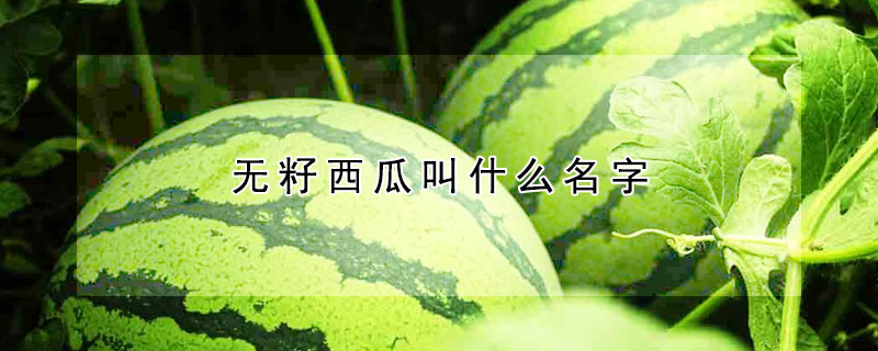 无籽西瓜叫什么名字