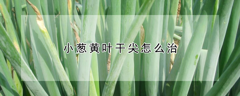 小葱黄叶干尖怎么治