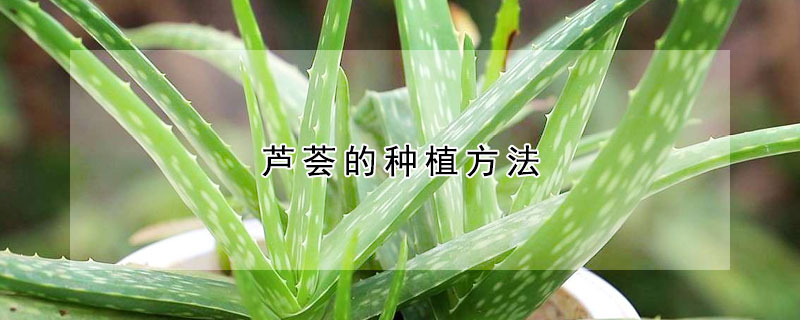 芦荟的种植方法