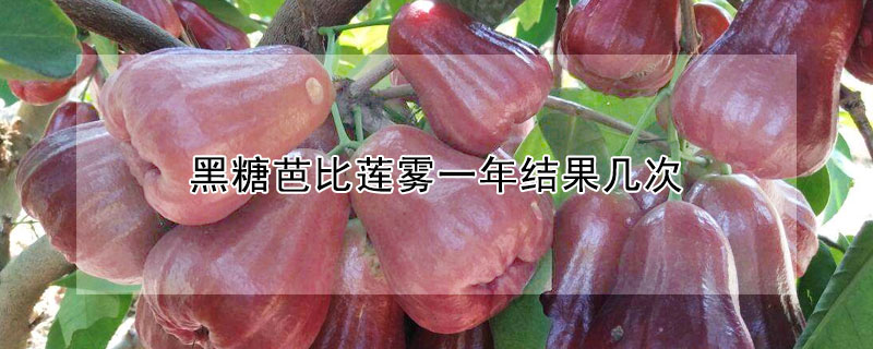 黑糖芭比莲雾一年结果几次