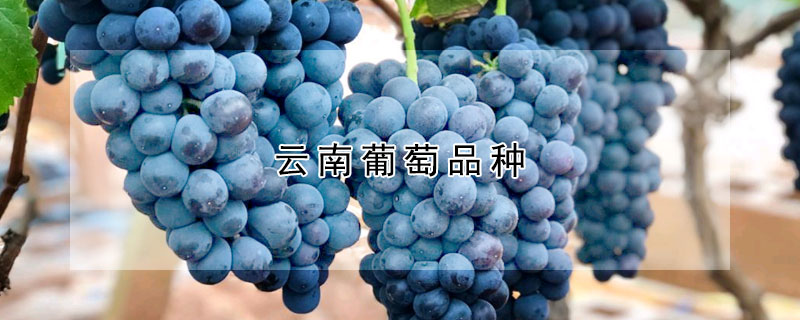 云南葡萄品种