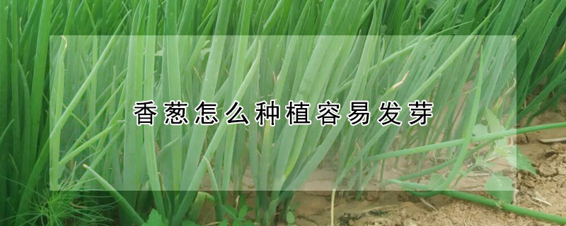 香葱怎么种植容易发芽