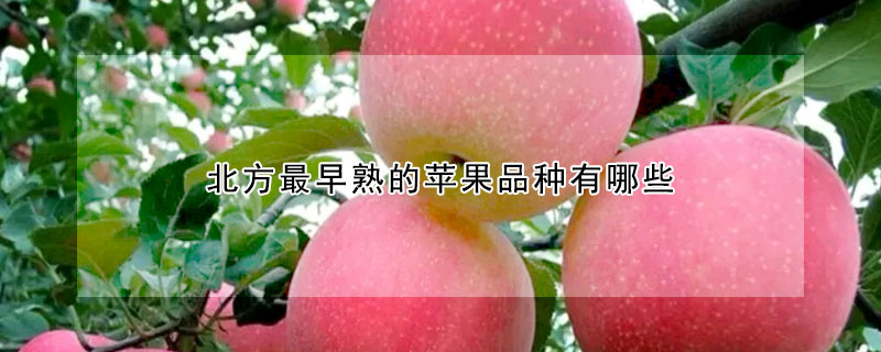 北方最早熟的苹果品种有哪些 —【发财农业网】