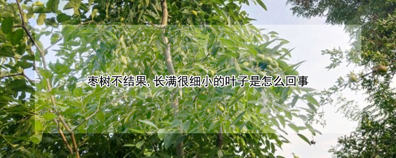 枣树不结果,长满很细小的叶子是怎么回事