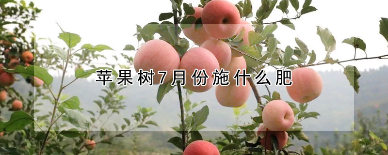 苹果树7月份施什么肥