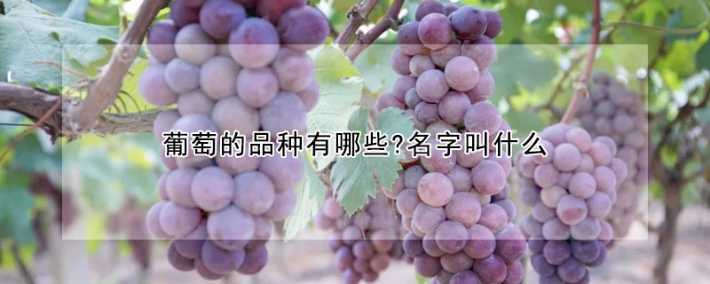 葡萄的品种有哪些?名字叫什么