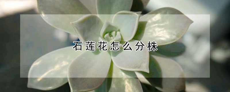 石莲花怎么分株