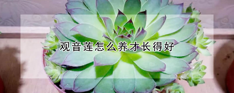 观音莲怎么养才长得好