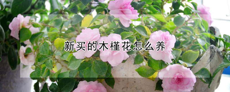 新买的木槿花怎么养