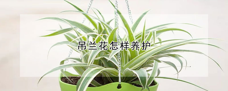 吊兰花怎样养护