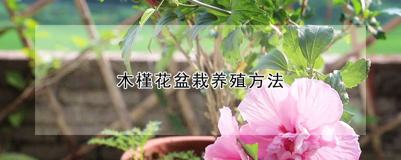 木槿花盆栽养殖方法