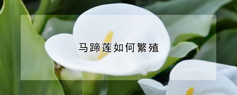 马蹄莲如何繁殖