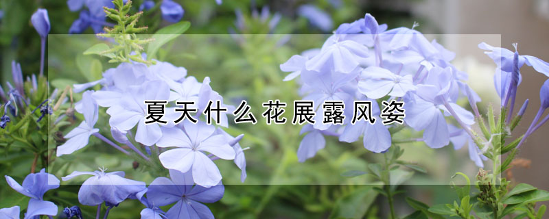 夏天什么花展露风姿