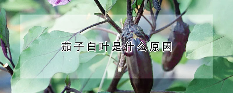 茄子白叶是什么原因