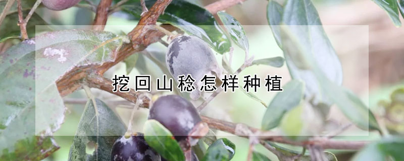 挖回山稔怎样种植