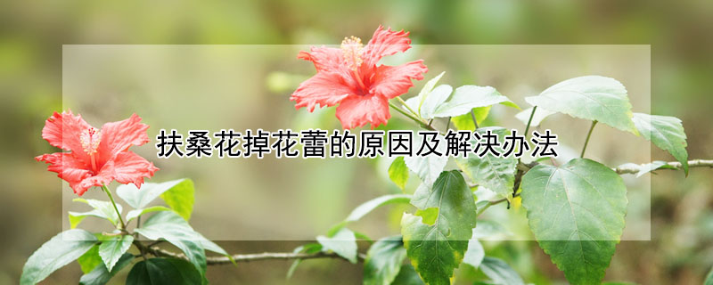 扶桑花掉花蕾的原因及解决办法