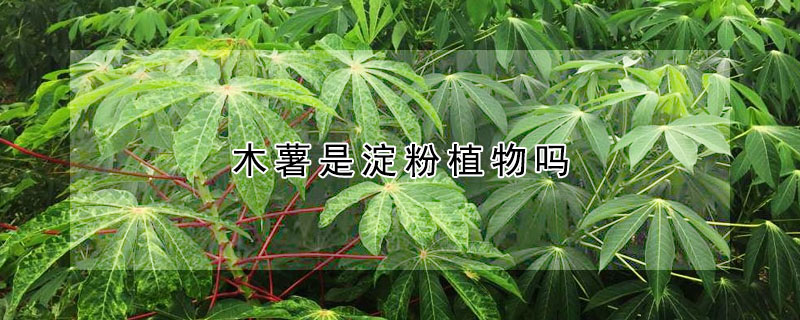 木薯是淀粉植物吗