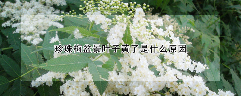 珍珠梅盆景叶子黄了是什么原因