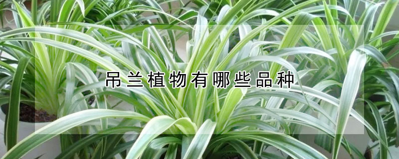 吊兰植物有哪些品种