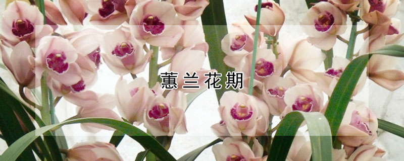 蕙兰花期