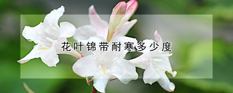 花叶锦带耐寒多少度